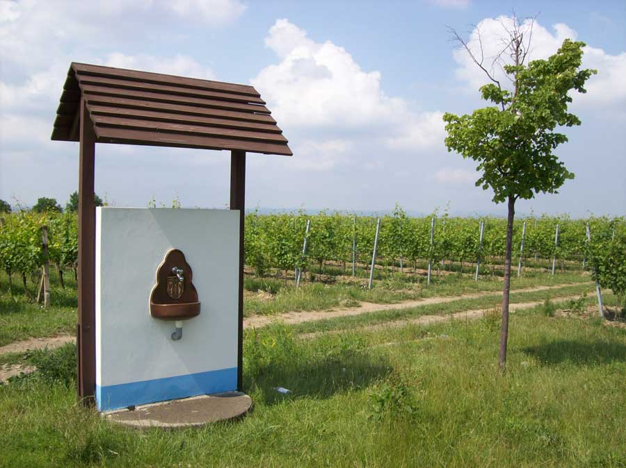 osvěžující pitná voda uprostřed vinohradu